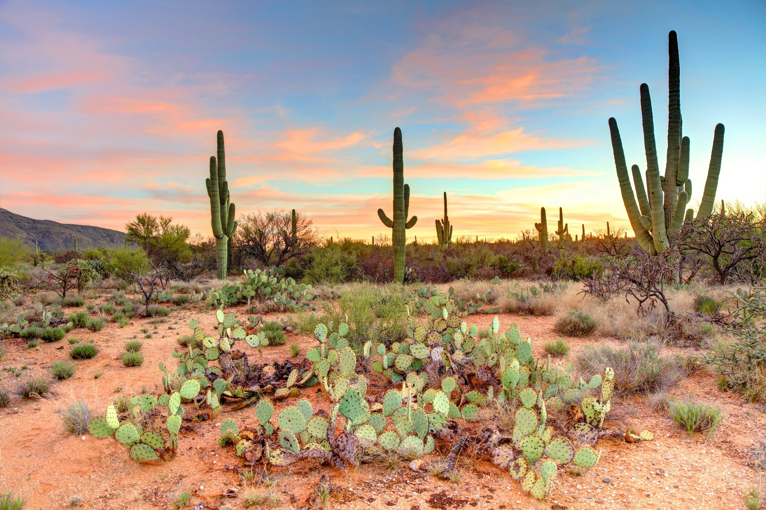 Saguaro Cactus near Tucson Arizona